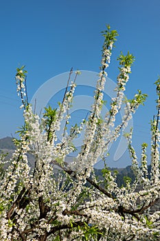 White plum blossoms blooming warmly in spring sunny day