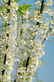 White plum blossoms blooming warmly in spring sunny day