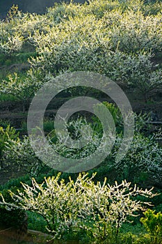 White plum blossoms blooming warmly in spring sunny day