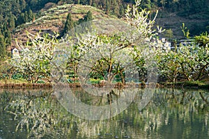 White plum blossoms blooming warmly in spring sunny day