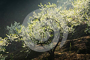 White plum blossoms blooming warmly in spring sunny day