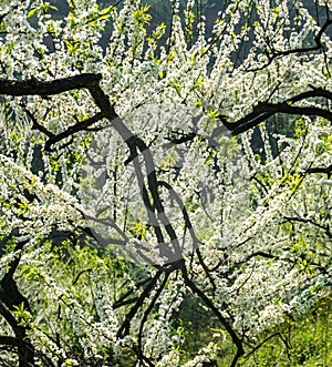 White plum blossoms blooming warmly in spring sunny day