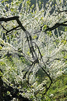 White plum blossoms blooming warmly in spring sunny day