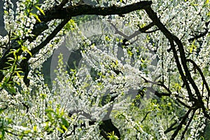 White plum blossoms blooming warmly in spring sunny day