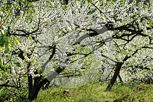 White plum blossoms blooming warmly in spring sunny day