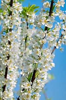 White plum blossoms blooming warmly in spring sunny day