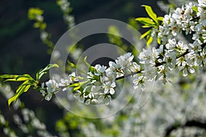 White plum blossoms blooming warmly in spring sunny day