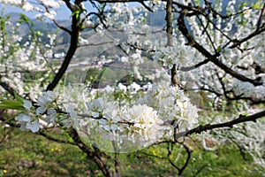 White plum blossoms blooming warmly in spring sunny day