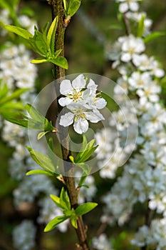 White plum blossoms blooming warmly in spring sunny day