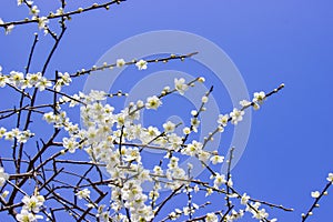 White plum blossoms and blue sky bright.