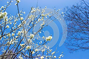 White plum blossoms and blue sky bright background