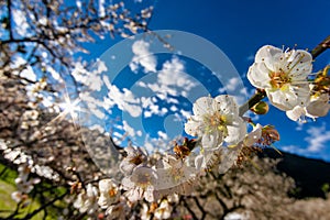 White plum blossoms on the branches