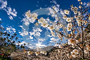 White plum blossoms on the branches