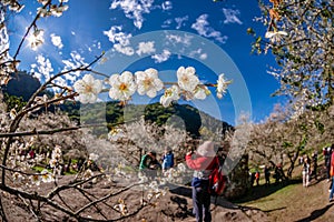 White plum blossoms on the branches