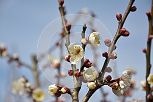 White plum blossoms on the branches with buds