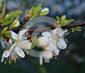 White plum Blossoms covered rain drops.