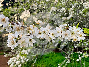 White plum blossoms. Spring begins