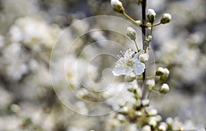 White plum blossoms in the spring season_006