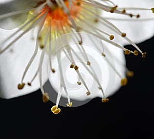 White plum flower