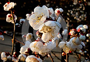 White plum flowers