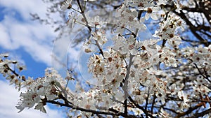 White plum flowers close up on a background of blue sky