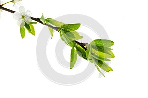 White plum flowers on a white isolated background