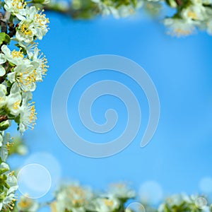 White plum flowers on a sky-blue background. This is the place for text