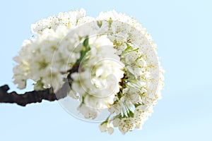 White plum flowers under the blue sky