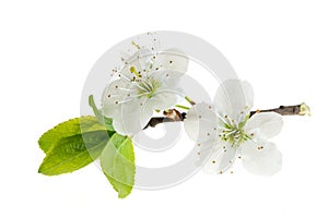 White plum flowers on a white isolated background