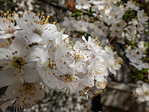 White plum tree flower blossoms blooming in an orchard in spring in bright sunlight. Beautiful floral springtime