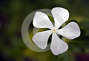 White Plumbago wild flower