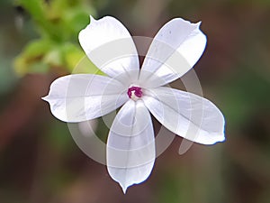 White Plumbago zeylanica wild flower close up