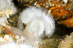 White plume anemone