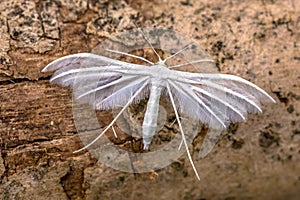 White plume moth