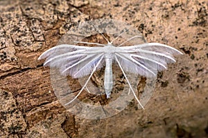 White plume moth