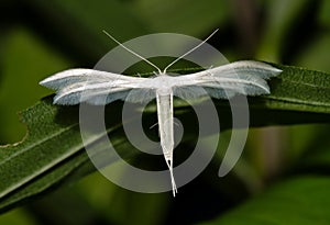 White plume moth