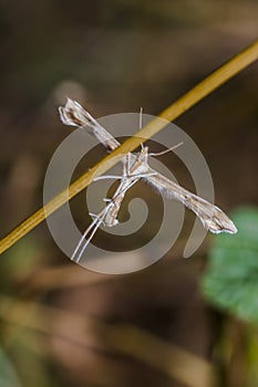 White plume moth (Cnaemidophorus rhododactyla)