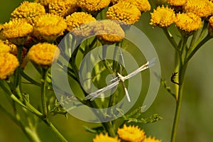 White plume moth of the family of Pterophoridae on a yellow Tansy flower - Tanacetum vulgare