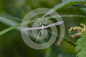 White plume moth in field on grass