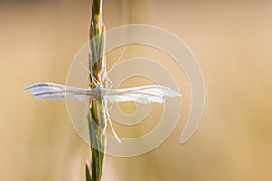 White plume moth Pterophorus pentadactyla on grass stalk