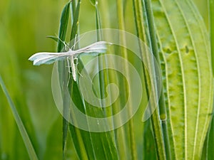 White Plume Moth Pterophorus pentadactyla, in grassland