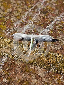 White plume moth sat on brick wall in Norfolk