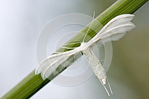 White plume moths