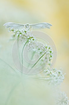 White plume moths, Pterophorus pentadactyla in soft focus