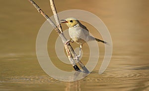 White-plumed Honeyeater