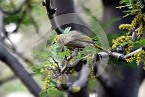 White Plumed Honeyeater