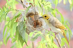 White-plumed Honeyeater and a chick in the nest