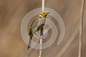 White plumed Honeyeater portrait with copy space