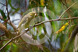 White-plumed Honeyeater - Ptilotula penicillata small passerine bird endemic to Australia. White-plumed honeyeaters are common aro