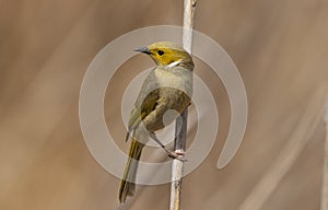 White Plumed Honeyeater standing on a reed